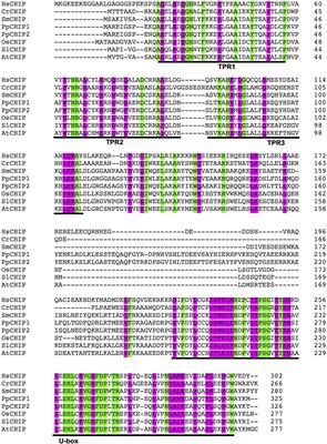 Conserved and Unique Roles of Chaperone-Dependent E3 Ubiquitin Ligase CHIP in Plants